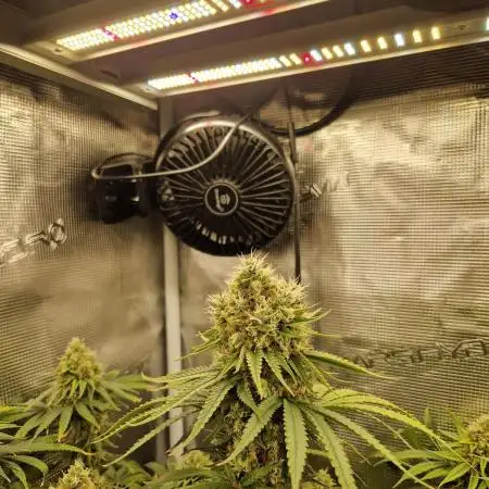 Ice cream haze