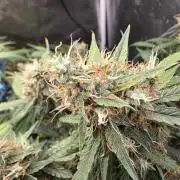 [2nd Run] Sweet Cheese Auto
