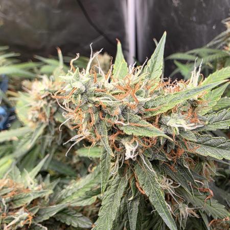 [2nd Run] Sweet Cheese Auto