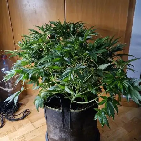 Orange bud 2.0