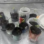 LEBRON's First Grow