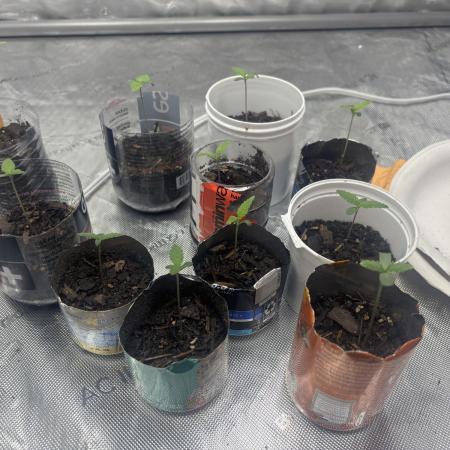 LEBRON's First Grow