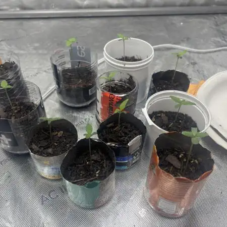 LEBRON's First Grow