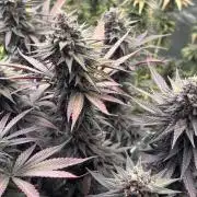 Lebrons Second Grow