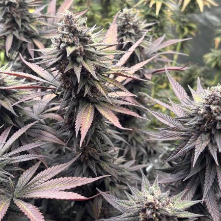 Lebrons Second Grow