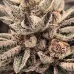 Tropicanna Cherry