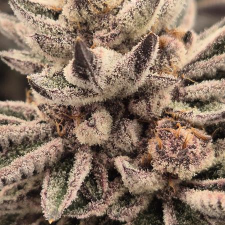 Tropicanna Cherry