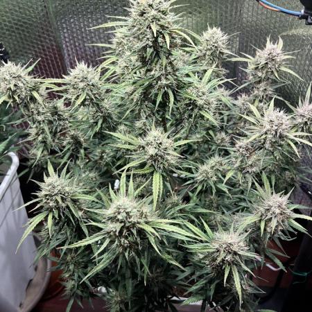 Preparing for winter