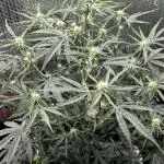 Preparing for winter