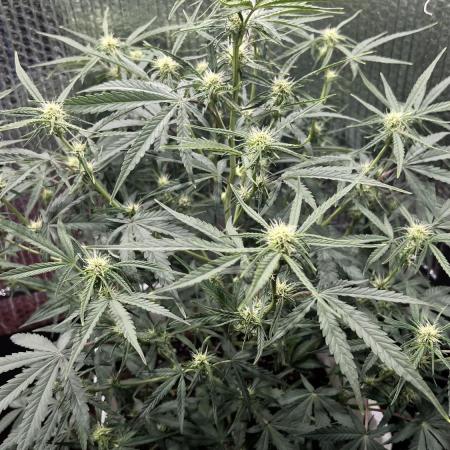 Preparing for winter