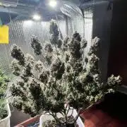 Preparing for winter