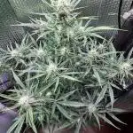 Preparing for winter