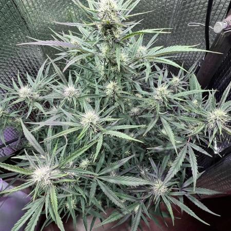 Preparing for winter