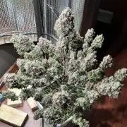 Preparing for winter