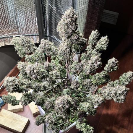 Preparing for winter