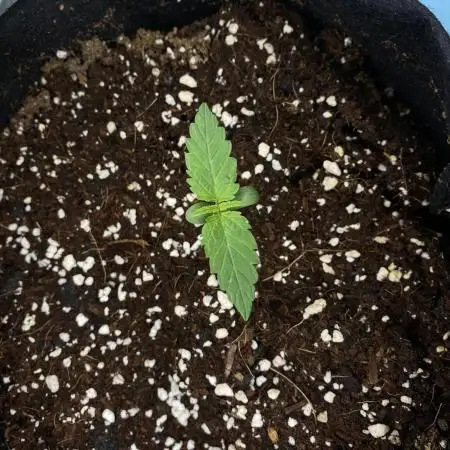 TrainWreck