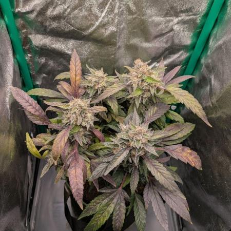 White Truffle - My First Grow