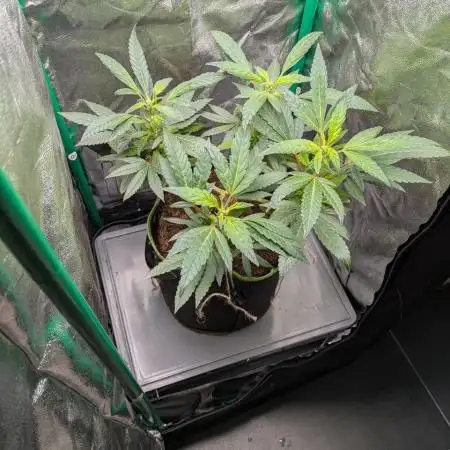White Truffle - My First Grow