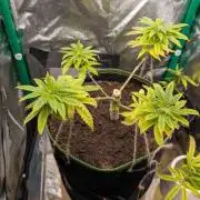 1st Grow, small DIY self-watering setup