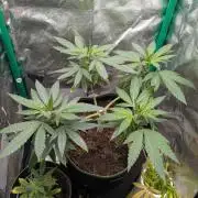 White Truffle - My First Grow