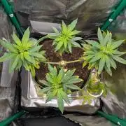 1st Grow, small DIY self-watering setup