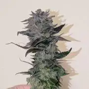 White Truffle - My First Grow
