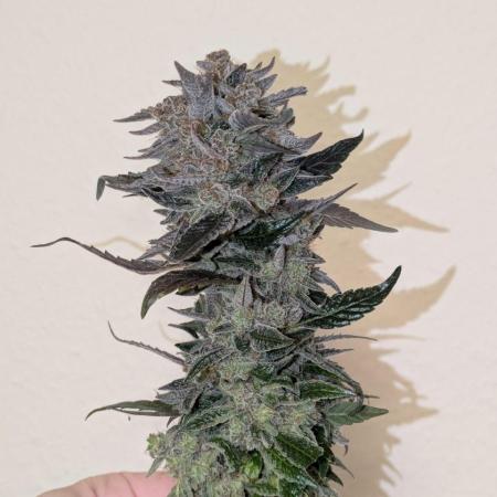 White Truffle - My First Grow