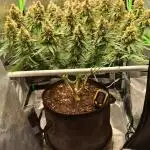 4 er grow
