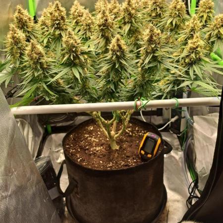 4 er grow
