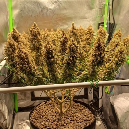 4 er grow