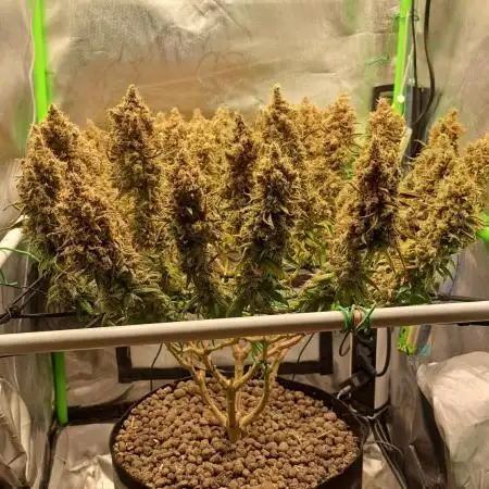 4 er grow