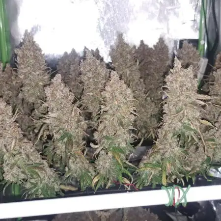 4 er grow
