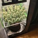 4 er grow