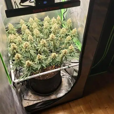 4 er grow