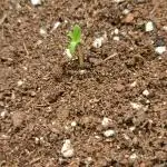 Auto Moon Rock - Divine Seeds