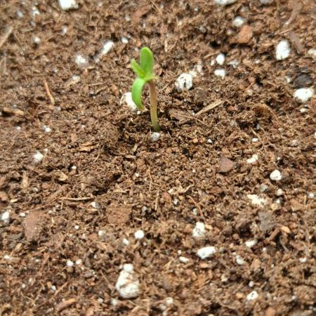 Auto Moon Rock - Divine Seeds