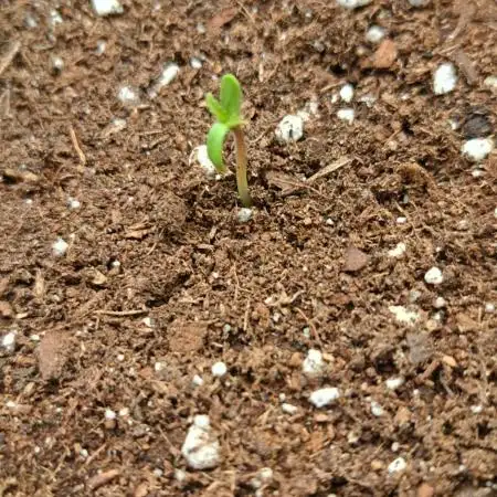 Auto Moon Rock - Divine Seeds
