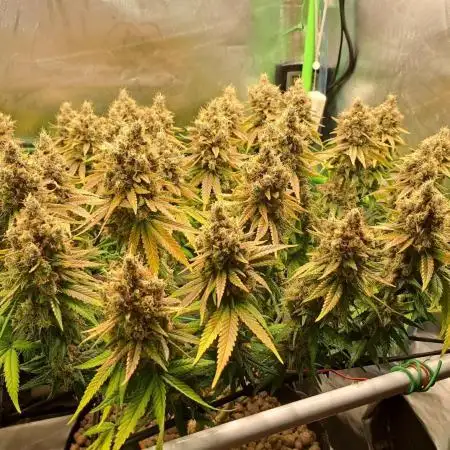 4 er grow