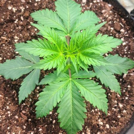 Auto Moon Rock - Divine Seeds