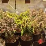 Mein dritter Grow