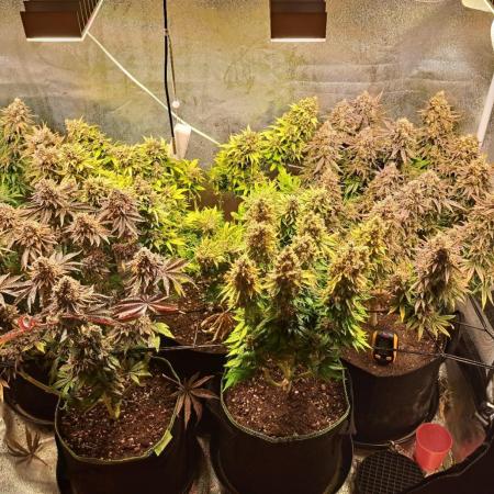 Mein dritter Grow