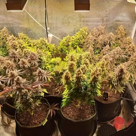 Mein dritter Grow