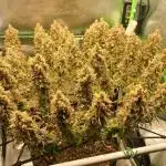 4 er grow