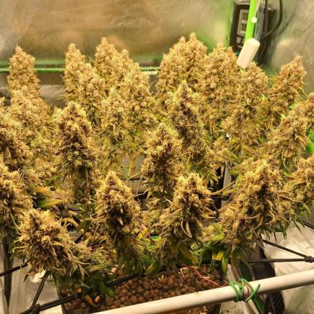 4 er grow