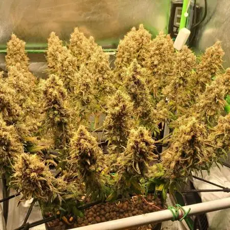 4 er grow