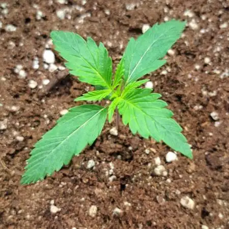 Auto Moon Rock - Divine Seeds
