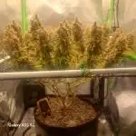 4 er grow