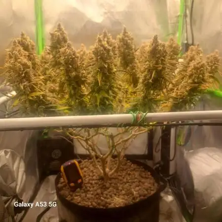 4 er grow