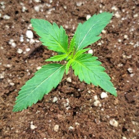 Auto Moon Rock - Divine Seeds