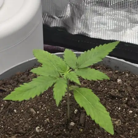 Counting on Luck!